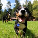 How to Use WoofApps for Pet Care Management