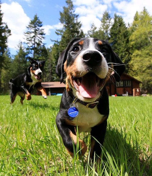 How to Use WoofApps for Pet Care Management