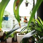 Indoor plants