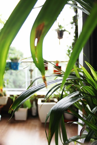 Indoor plants