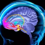 How Alcohol Affects the Brain and Body Over Time