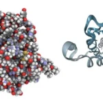 Understanding HGH and HCG: Two Hormones With Different Roles in the Human Body