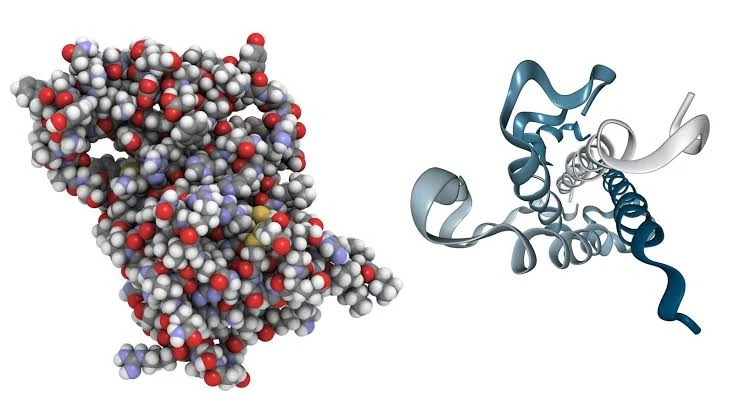 Understanding HGH and HCG: Two Hormones With Different Roles in the Human Body